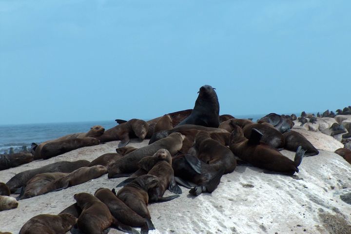 Seal Island Cruise (Hout Bay)